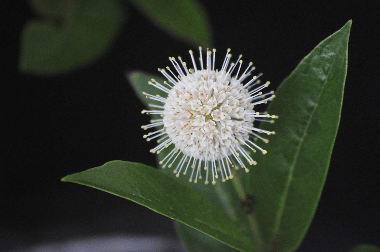 common buttonbush